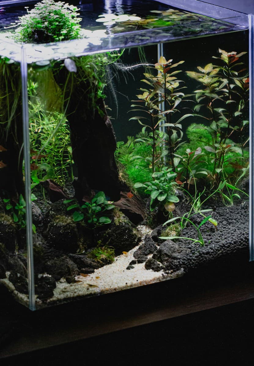 Tropical Fish Co — planted aquascape
